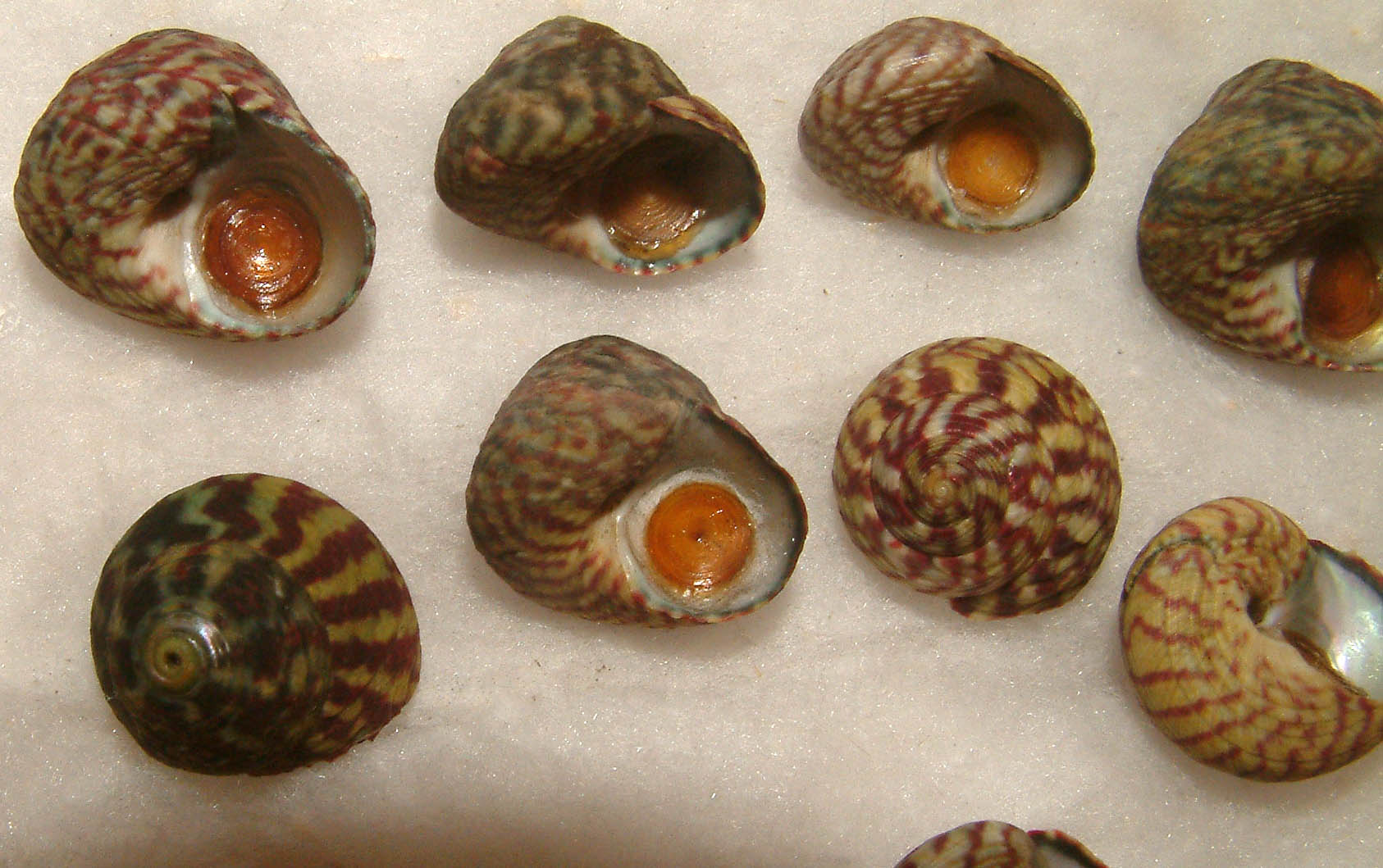 Gibbula pennanti e Gibbula umbilicalis